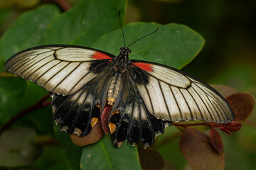 White tropical butterfly Papilio memnon on the green leaf
