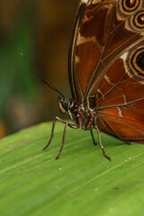 Fototapeta na wymiar Peleides blue morpho - tropical butterfly on the green leaf - macro head detail
