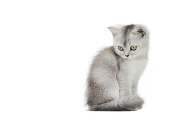 gray scottish kitten isolate on white background