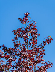 Branches of blossoming Norway maple (Acer platanoides) Princeton Gold with purple leaves against blue sky. Public landscape city park "Krasnodar" or "Galitsky Park". Landscape for any design concept.