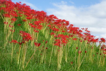 斜面に咲くヒガンバナ