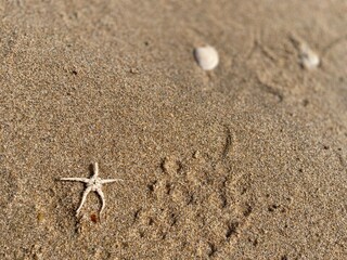 Ophiarachna incrassata on the sand