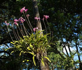 Large pink Laelia orchid growing on a tropical palm tree in Florida.  The Laelia orchid is closely related to the Cattleya orchid.