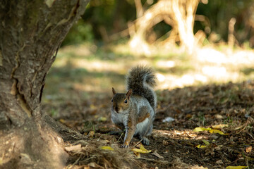 Naklejka premium Grey Squirrel (Sciurus carolinensis)