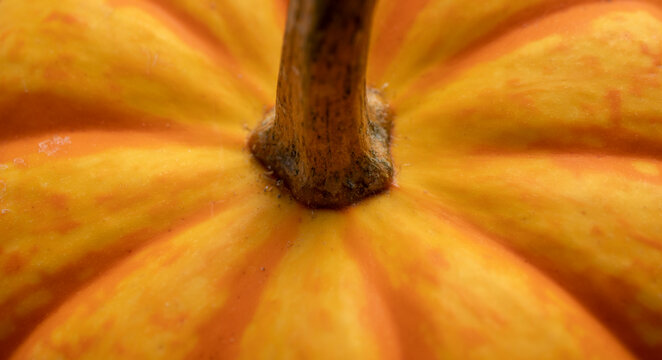 Close-up macro photo of a pumpkin in orange and yellow hues, isolated from the background.