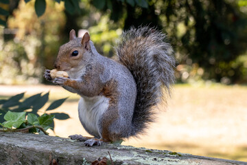 Grey Squirrel (Sciurus carolinensis)