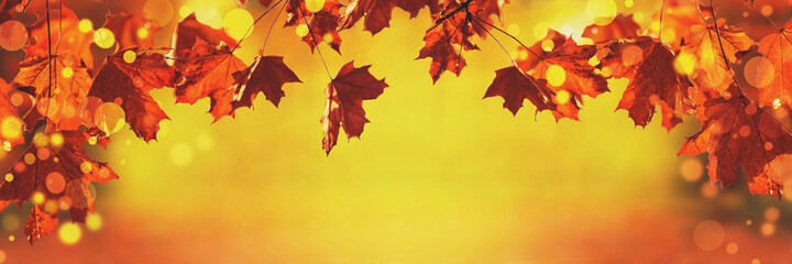 Autumn red leaves of maple tree in autumn park. Fall background
