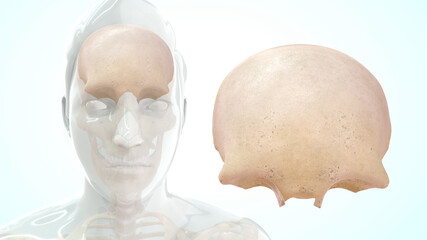Human frontal lobe anatomy 3d illustration - obrazy, fototapety, plakaty