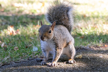 Grey Squirrel (Sciurus carolinensis)