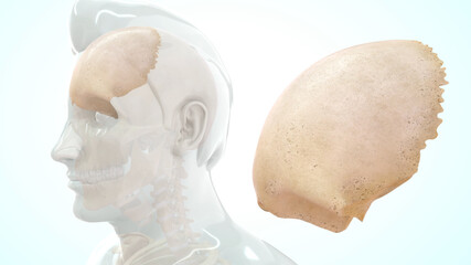 Human frontal lobe anatomy 3d illustration - obrazy, fototapety, plakaty