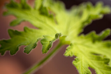 Pelargonium leaf, macro leaf texture photo.