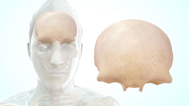 Human frontal lobe anatomy 3d illustration