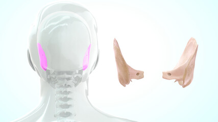 Human temporal bone anatomy 3d illustration