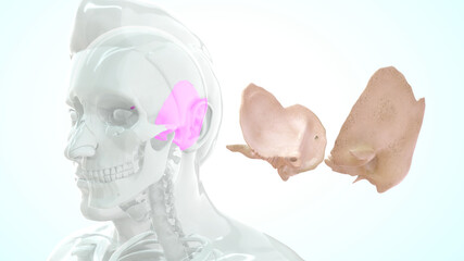 Human temporal bone anatomy 3d illustration