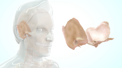 Human temporal bone anatomy 3d illustration - obrazy, fototapety, plakaty
