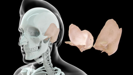 The temporal bone contributes to the lower lateral walls of the skull. It contains the middle and inner portions of the ear, and is crossed by the majority