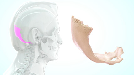 The occipital bone is a cranial dermal bone and the main bone of the occiput It is trapezoidal in shape and curved on itself like a shallow dish.