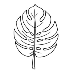 Monstera leaf, outline floral hand drawn sketch on white background. Minimal line design. Vector for organic products, botanical illustration, coloring book, tropical nature template, home decor. © e-salamander