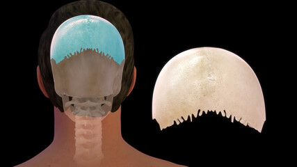 human skull parietal bone anatomy 3d illustration - obrazy, fototapety, plakaty