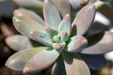 sculent plant leaves texture, close-up macro cactus.