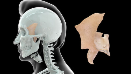 human sphenoid bone anatomy 3d illustration