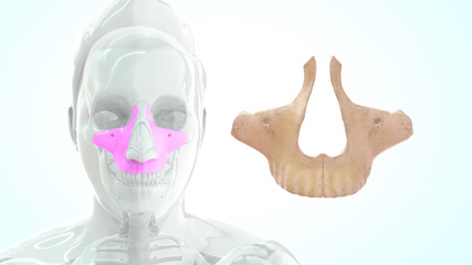 Maxillary bone human anatomy 3d illustration © 7activestudio