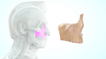 Maxillary bone human anatomy 3d illustration © 7activestudio