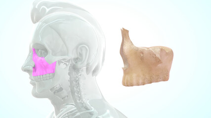 Maxillary bone human anatomy 3d illustration © 7activestudio