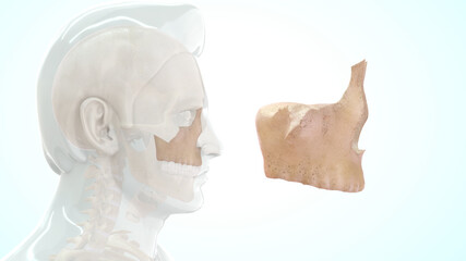 Maxillary bone human anatomy 3d illustration © 7activestudio