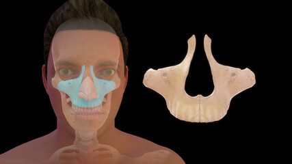 Maxillary bone human anatomy 3d illustration © 7activestudio