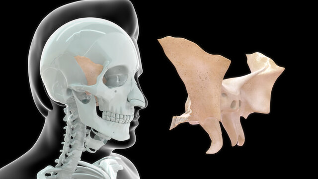 human sphenoid bone anatomy 3d illustration