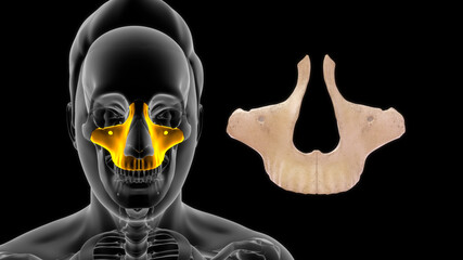 Maxillary bone human anatomy 3d illustration © 7activestudio