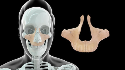 Maxillary bone human anatomy 3d illustration © 7activestudio