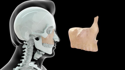 Maxillary bone human anatomy 3d illustration