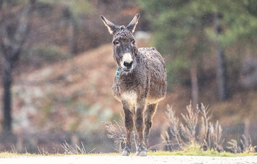 Domestic donkeys are farm animals that live in the countryside with horses, cows, chickens, and pigs..