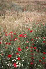 Poppies