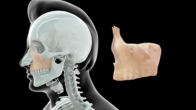Maxillary bone human anatomy 3d illustration