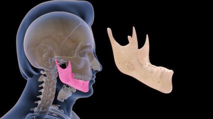 human mandible anatomy 3d illustration © 7activestudio