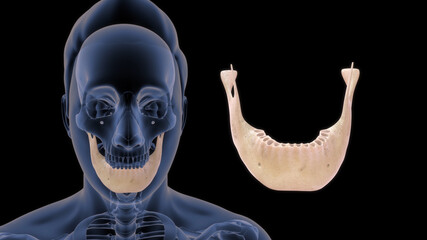 human mandible anatomy 3d illustration - obrazy, fototapety, plakaty