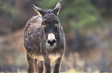 One of the most iconic of all animal idioms, donkey in the rain symbolizes both resilience and...