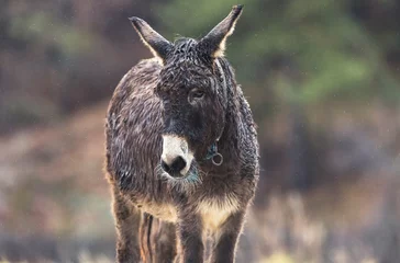 Fotobehang the donkey is standing in the rain © Damian