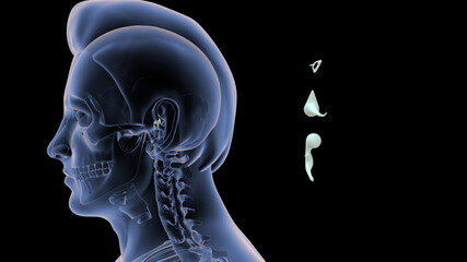 human medial wall of middle ear 3d illustration - obrazy, fototapety, plakaty