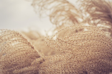 Abstract natural background of soft pampers grass on a blurry bokeh, Dry reeds boho style. Patterns and textures. Warm earth growth, botanical close-up of dried grass near ocean