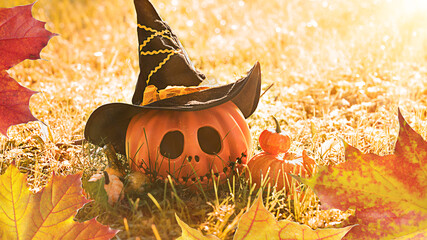 Pumpkin head Jack-o'-lantern close-up and orange autumn pumpkins, still life in nature in the...