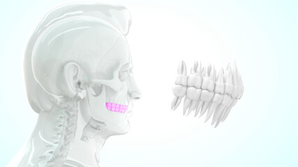 human upper and lower teeth anatomy 3d illustration