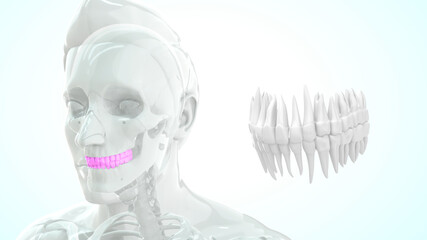 human upper and lower teeth anatomy 3d illustration