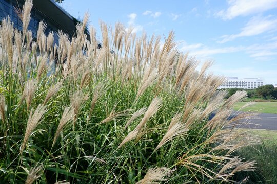 Beautiful Japanese silver grass flowers, Silver grass background blue sky. Miscanthus floridulus.