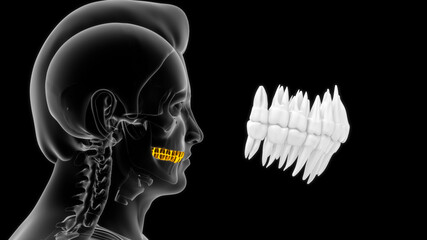 human upper and lower teeth anatomy 3d illustration - obrazy, fototapety, plakaty