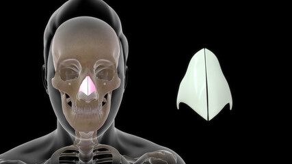  The lateral cartilage (upper lateral cartilage, lateral process of septal nasal cartilage) is situated below the inferior margin of the nasal bone, and is flattened, and triangular in shape.