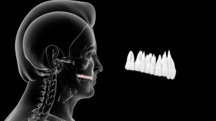 human upper and lower teeth 3d illustration - obrazy, fototapety, plakaty